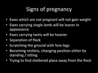 Signs of pregnancy
• Ewes which are not pregnant will not gain weight
• Ewes carrying single lamb will be leaner in
appearance
• Ewes carrying twins will be heavier
• Separation of flock
• Scratching the ground with fore-legs
• Becoming restless, changing position either by
standing / sitting
• Trying to find sheltered place away from the flock
 