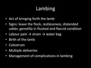 Lambing
• Act of bringing forth the lamb
• Signs: leave the flock, restlessness, distended
udder, genetilia in flushed and flaccid condition
• Labour pain → strain → water bag
• Birth of the lamb
• Colostrum
• Multiple deliveries
• Management of complications in lambing
 