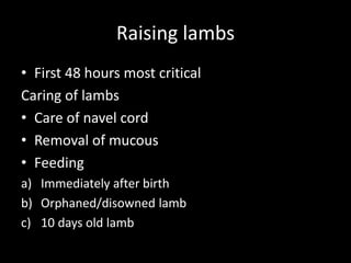 Raising lambs
• First 48 hours most critical
Caring of lambs
• Care of navel cord
• Removal of mucous
• Feeding
a) Immediately after birth
b) Orphaned/disowned lamb
c) 10 days old lamb
 