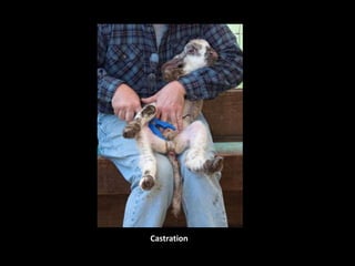 Castration
 