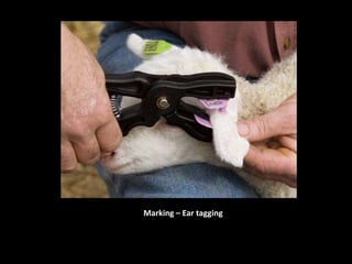 Marking – Ear tagging
 