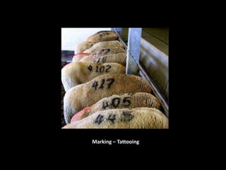 Marking – Tattooing
 