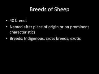 Breeds of Sheep
• 40 breeds
• Named after place of origin or on prominent
characteristics
• Breeds: Indigenous, cross breeds, exotic
 