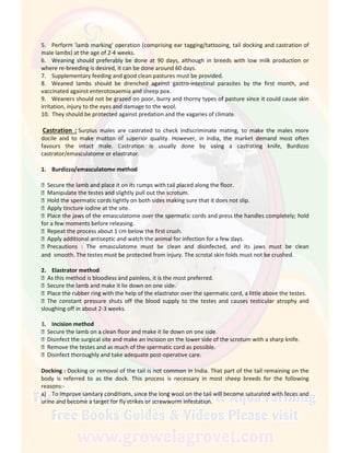 5. Perform 'lamb marking' operation (comprising ear tagging/tattooing, tail docking and castration of
male lambs) at the age of 2-4 weeks.
6. Weaning should preferably be done at 90 days, although in breeds with low milk production or
where re-breeding is desired, it can be done around 60 days.
7. Supplementary feeding and good clean pastures must be provided.
8. Weaned lambs should be drenched against gastro-intestinal parasites by the first month, and
vaccinated against enterotoxaemia and sheep pox.
9. Weaners should not be grazed on poor, burry and thorny types of pasture since it could cause skin
irritation, injury to the eyes and damage to the wool.
10. They should be protected against predation and the vagaries of climate.
Castration : Surplus males are castrated to check indiscriminate mating, to make the males more
docile and to make mutton of superior quality. However, in India, the market demand most often
favours the intact male. Castration is usually done by using a castrating knife, Burdizzo
castrator/emasculatome or elastrator.
1. Burdizzo/emasculatome method
 Secure the lamb and place it on its rumps with tail placed along the floor.
 Manipulate the testes and slightly pull out the scrotum.
 Hold the spermatic cords tightly on both sides making sure that it does not slip.
 Apply tincture iodine at the site.
 Place the jaws of the emasculatome over the spermatic cords and press the handles completely; hold
for a few moments before releasing.
 Repeat the process about 1 cm below the first crush.
 Apply additional antiseptic and watch the animal for infection for a few days.
 Precautions : The emasculatome must be clean and disinfected, and its jaws must be clean
and smooth. The testes must be protected from injury. The scrotal skin folds must not be crushed.
2. Elastrator method
 As this method is bloodless and painless, it is the most preferred.
 Secure the lamb and make it lie down on one side.
 Place the rubber ring with the help of the elastrator over the spermatic cord, a little above the testes.
 The constant pressure shuts off the blood supply to the testes and causes testicular atrophy and
sloughing off in about 2-3 weeks.
3. Incision method
 Secure the lamb on a clean floor and make it lie down on one side.
 Disinfect the surgical site and make an incision on the lower side of the scrotum with a sharp knife.
 Remove the testes and as much of the spermatic cord as possible.
 Disinfect thoroughly and take adequate post-operative care.
Docking : Docking or removal of the tail is not common in India. That part of the tail remaining on the
body is referred to as the dock. This process is necessary in most sheep breeds for the following
reasons:-
a) To improve sanitary conditions, since the long wool on the tail will become saturated with feces and
urine and become a target for fly strikes or screwworm infestation.
 
