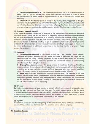 2. Calcium, Phosphorous &Vit. D : The daily requirement of Ca, P &Vit. D for an adult sheep is
about 2.5 gm, 1.5 gm and 300-500 units, respectively. Deficiency may result in rickets in lambs
and osteomalacia in adults. Mineral supplementation in diet is essential to prevent this
deficiency.
3. Vitamin A :Vit. A deficiency occurs in sheep on dry countryside during periods of drought.
Symptoms include night blindness, corneal keratinization, ptyriasis, hoof defects, loss of weight
and infertility. Congenital defects are common in the offspring of deficient dams. Animals should
have access to green pasture and should be supplied with Vit. A in feed to prevent deficiency.
(6) Pregnancy toxaemia (Ketosis)
It is a highly fatal disease caused due to a decline in the plane of nutrition and short periods of
starvation (40 hrs) during the last two months of pregnancy. Hypoglycaemia and hyperketonemia
are the primary metabolic disturbances. It is primarily a disease of intensive farming systems.
Symptoms include separation from the flock, apparent blindness, constipation, grinding of teeth,
drowsiness, tremors of the head, twitching of lips, in-coordination, ketonic breath, leading to coma
and death. Treatment comprises intravenous administration of 50% glucose. Supply of molasses in
the ration and provision of additional concentrate in the last two months of pregnancy helps
prevent the condition.
(7) Poisoning
1. Organochlorinecompounds : This group includes DDT, BHC, lindane, aldrin, dieldrin,
chlordane, toxaphane, methocychlor etc. which are used as pesticides on crops and as
ectoparasiticides on sheep. Toxicity symptoms include increased excitability and irritability
followed by muscle tremors, weakness, paralysis etc. Treatment consists of administering
antidote, usually short-acting barbiturates.
2. Organophosporouscompounds : This group consists of malathion, darathion, chlorathion,
carbophenothion, demton, dasnon, dimethylparathion, trichlorphon, dioxalthion etc. Symptoms
of toxicity are profuse salivation, muscle stiffness, dyspnoea with open mouth breathing,
tremors. Treatment consists of administering antidote, usually atropine sulphate.
3. Snake bite : Sheep are usually bitten on the scrotum or udder. The presence of hair may
obscure the typical fang marks. Prolonged pain, muscular weakness, impaired vision, nausea and
paralysis are generally exhibited along with symptoms of shock. If anti-venin is not available and
the bite is located in an area where a tourniquet cannot be applied, excision of an area of skin
and sub-cutaneous tissue can be life-saving.
(8) Wounds
During the monsoon season, a large number of animals suffer from wounds at various sites esp.
around the ear, sternum and fore- and hind-legs. The main reason seems to be the awns
of Aristidia andHeteropogon species of grasses, which initially break the continuity of the skin, which
is then attacked by flies making the wound infected and maggoty. It causes great stress in young
lambs, and may also lead to conjunctivitis, corneal opacity and blindness.
(9) Dystokia
The common causes are insufficient opening of the cervical canal, heavy lambs (esp. crossbreds),
abnormal fetal position and uterine torsion. The condition can be relieved surgically.
b) Infectious diseases
 