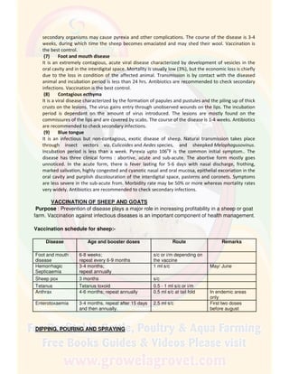 secondary organisms may cause pyrexia and other complications. The course of the disease is 3-4
weeks, during which time the sheep becomes emaciated and may shed their wool. Vaccination is
the best control.
(7) Foot and mouth disease
It is an extremely contagious, acute viral disease characterized by development of vesicles in the
oral cavity and in the interdigital space. Mortality is usually low (3%), but the economic loss is chiefly
due to the loss in condition of the affected animal. Transmission is by contact with the diseased
animal and incubation period is less than 24 hrs. Antibiotics are recommended to check secondary
infections. Vaccination is the best control.
(8) Contagious ecthyma
It is a viral disease characterized by the formation of papules and pustules and the piling up of thick
crusts on the lesions. The virus gains entry through unobserved wounds on the lips. The incubation
period is dependant on the amount of virus introduced. The lesions are mostly found on the
commissures of the lips and are covered by scabs. The course of the disease is 1-4 weeks. Antibiotics
are recommended to check secondary infections.
(9) Blue tongue
It is an infectious but non-contagious, exotic disease of sheep. Natural transmission takes place
through insect vectors viz. Culicoides and Aedes species, and sheepked Melophagusovinus.
Incubation period is less than a week. Pyrexia upto 106o
F is the common initial symptom.. The
disease has three clinical forms : abortive, acute and sub-acute. The abortive form mostly goes
unnoticed. In the acute form, there is fever lasting for 5-6 days with nasal discharge, frothing,
marked salivation, highly congested and cyanotic nasal and oral mucosa, epithelial excoriation in the
oral cavity and purplish discolouration of the interdigital space, pasterns and coronets. Symptoms
are less severe in the sub-acute from. Morbidity rate may be 50% or more whereas mortality rates
very widely. Antibiotics are recommended to check secondary infections.
VACCINATION OF SHEEP AND GOATS
Purpose : Prevention of disease plays a major role in increasing profitability in a sheep or goat
farm. Vaccination against infectious diseases is an important component of health management.
Vaccination schedule for sheep:-
Disease Age and booster doses Route Remarks
Foot and mouth
disease
6-8 weeks;
repeat every 6-9 months
s/c or i/m depending on
the vaccine
Hemorrhagic
Septicaemia
3-4 months;
repeat annually
1 ml s/c May/ June
Sheep pox 3 months s/c
Tetanus Tetanus toxoid 0.5 - 1 ml s/c or i/m
Anthrax 4-6 months; repeat annually 0.5 ml s/c at tail fold In endemic areas
only
Enterotoxaemia 3-4 months, repeat after 15 days
and then annually.
2.5 ml s/c First two doses
before august
DIPPING, POURING AND SPRAYING
 