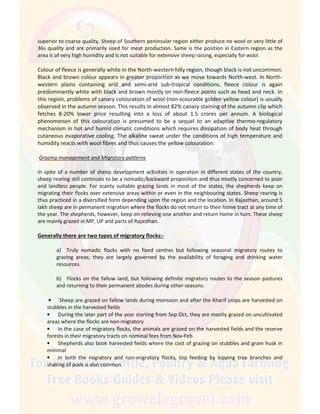 superior to coarse quality. Sheep of Southern peninsular region either produce no wool or very little of
36s quality and are primarily used for meat production. Same is the position in Eastern region as the
area is of very high humidity and is not suitable for extensive sheep raising, especially for wool.
Colour of fleece is generally white in the North-western hilly region, though black is not uncommon.
Black and brown colour appears in greater proportion as we move towards North-west. In North-
western plains containing arid and semi-arid sub-tropical conditions, fleece colour is again
predominantly white with black and brown mostly on non-fleece points such as head and neck. In
this region, problems of canary colouration of wool (non-scourable golden yellow colour) is usually
observed in the autumn season. This results in almost 82% canary staining of the autumn clip which
fetches 8-20% lower price resulting into a loss of about 1.5 crores per annum. A biological
phenomenon of this colouration is presumed to be a sequel to an adaptive thermo-regulatory
mechanism in hot and humid climatic conditions which requires dissipation of body heat through
cutaneous evaporative cooling. The alkaline sweat under the conditions of high temperature and
humidity reacts with wool fibres and thus causes the yellow colouration.
Grazing management and Migratory patterns
In spite of a number of sheep development activities in operation in different states of the country,
sheep rearing still continues to be a nomadic/backward proposition and thus mostly concerned to poor
and landless people. For scanty suitable grazing lands in most of the states, the shepherds keep on
migrating their flocks over extensive areas within or even in the neighbouring states. Sheep rearing is
thus practiced in a diversified form depending upon the region and the location. In Rajasthan, around 5
lakh sheep are in permanent migration where the flocks do not return to their home tract at any time of
the year. The shepherds, however, keep on relieving one another and return home in turn. These sheep
are mainly grazed in MP, UP and parts of Rajasthan.
Generally there are two types of migratory flocks:-
a) Truly nomadic flocks with no fixed centres but following seasonal migratory routes to
grazing areas; they are largely governed by the availability of foraging and drinking water
resources.
b) Flocks on the fallow land, but following definite migratory routes to the season pastures
and returning to their permanent abodes during other seasons.
• Sheep are grazed on fallow lands during monsoon and after the Kharif crops are harvested on
stubbles in the harvested fields
• During the later part of the year starting from Sep-Oct, they are mostly grazed on uncultivated
areas where the flocks are non-migratory
• In the case of migratory flocks, the animals are grazed on the harvested fields and the reserve
forests in their migratory tracts on nominal fees from Nov-Feb
• Shepherds also book harvested fields where the cost of grazing on stubbles and gram husk in
minimal
• In both the migratory and non-migratory flocks, top feeding by lopping tree branches and
shaking of pods is also common
 