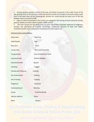 • During extreme summer months of the year, the flocks are grazed in the cooler hours of the
day; grazing starts in the late hours of the day and the animals are brought to the water points some
time in the noon hours of the following day. Animals are rested during the hotter part of the day
between noon to around 4-5 PM.
About 5 million households in the country are engaged in the rearing of small ruminants (sheep,
goats & rabbits) and other allied activities. (2003 census)
The main reasons for low productivity are poor exploitation of genetic potential of indigenous
animals, low absorption of available technology, inadequate resource of feed and fodder,
insufficient health cover, inadequate marketing and credit support etc.
Common terms used in Sheep:-
Adult male Ram/Tup
Adult female Ewe
New born Lamb
Young male Ram lamb/Tup lamb
Young female Ewe lamb/Gimmer lamb
Castrated male Wether/Wedder
Castrated female Spayed
Yearlings Hogget
Female with offspring Suckling
Act of parturition Lambing
Act of mating Tupping
Pregnancy Gestation
Sound produced Bleating
Group Flock/herd/mob
Species called as Ovine
Meat Mutton
 