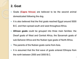 Saharan Goat sheep goat 1.pptx department @&$ 💚?!123 | PPTX