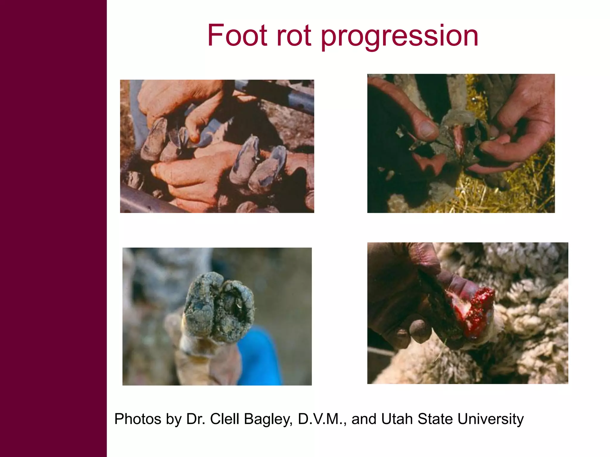 Foot rot progression

Photos by Dr. Clell Bagley, D.V.M., and Utah State University

 