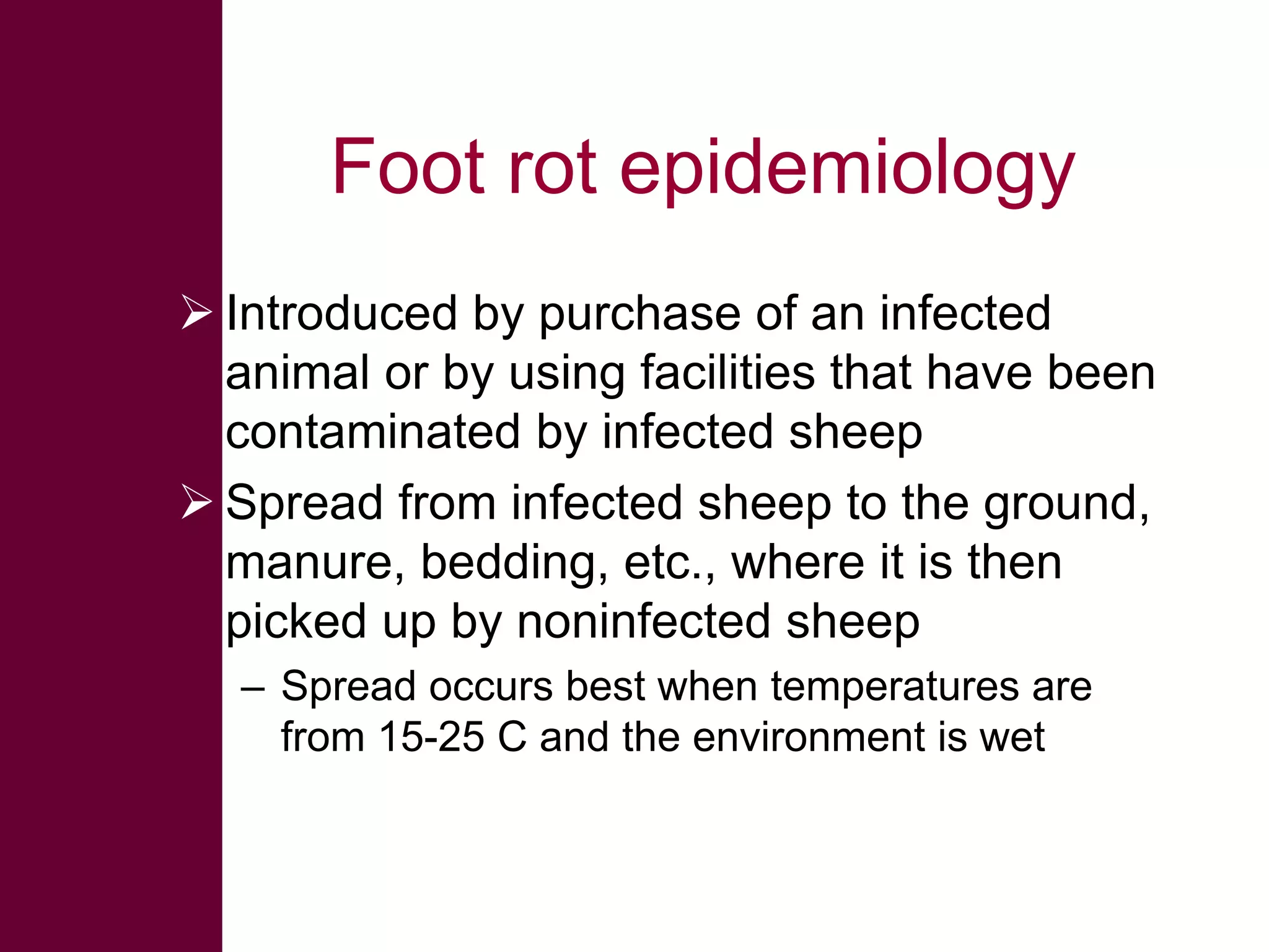 Foot rot epidemiology
 Introduced by purchase of an infected
animal or by using facilities that have been
contaminated by infected sheep
 Spread from infected sheep to the ground,
manure, bedding, etc., where it is then
picked up by noninfected sheep
– Spread occurs best when temperatures are
from 15-25 C and the environment is wet

 