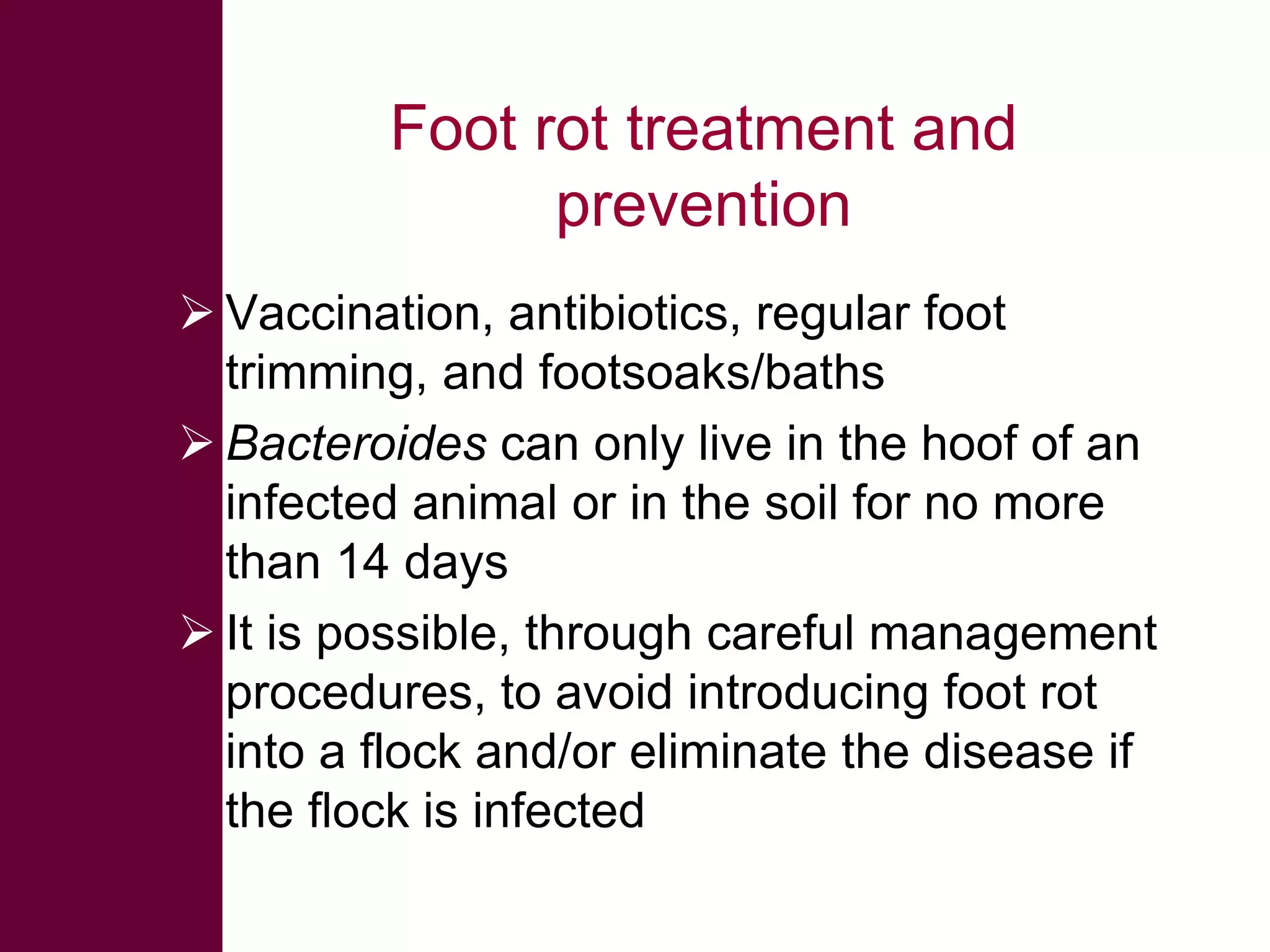 Foot rot treatment and
prevention
 Vaccination, antibiotics, regular foot
trimming, and footsoaks/baths
 Bacteroides can only live in the hoof of an
infected animal or in the soil for no more
than 14 days
 It is possible, through careful management
procedures, to avoid introducing foot rot
into a flock and/or eliminate the disease if
the flock is infected

 