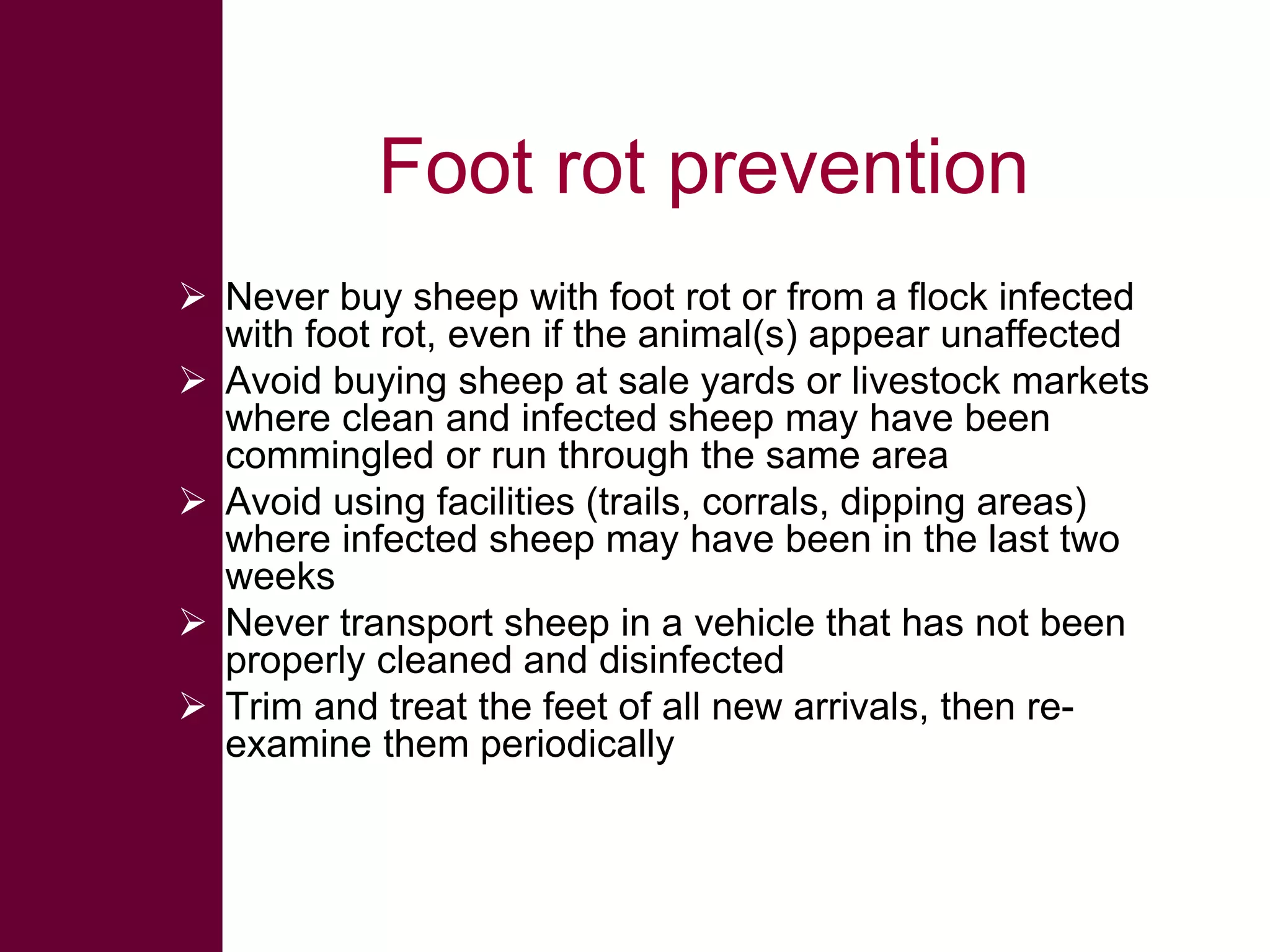 Foot rot prevention
 Never buy sheep with foot rot or from a flock infected
with foot rot, even if the animal(s) appear unaffected
 Avoid buying sheep at sale yards or livestock markets
where clean and infected sheep may have been
commingled or run through the same area
 Avoid using facilities (trails, corrals, dipping areas)
where infected sheep may have been in the last two
weeks
 Never transport sheep in a vehicle that has not been
properly cleaned and disinfected
 Trim and treat the feet of all new arrivals, then reexamine them periodically

 