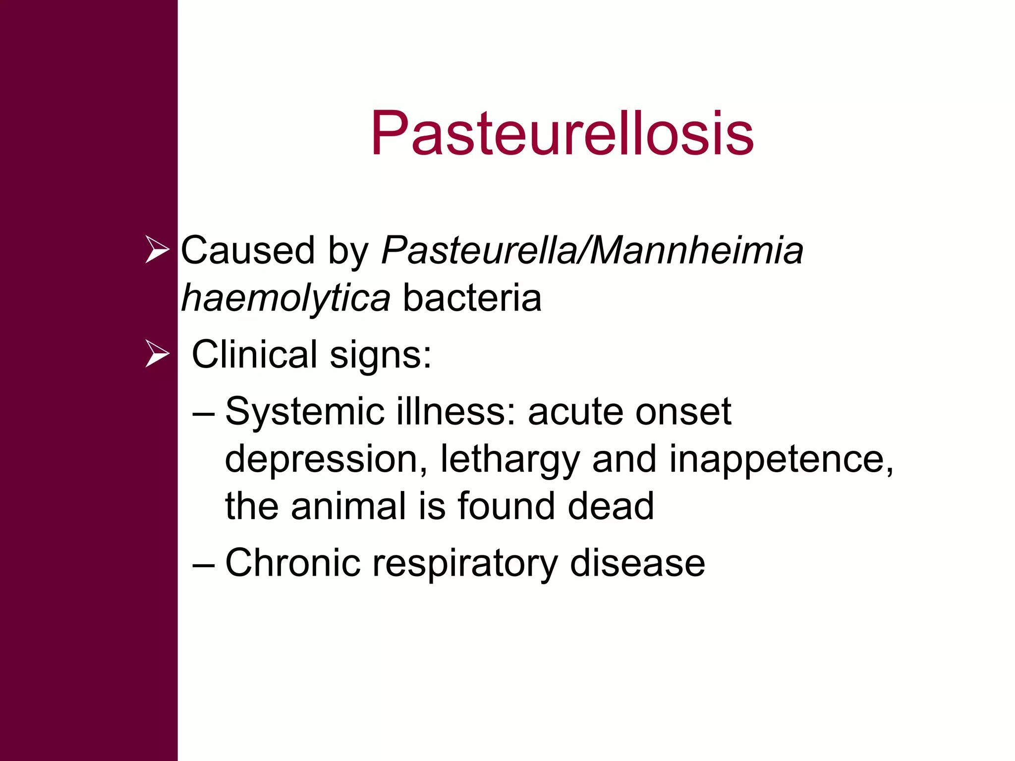 Pasteurellosis
 Caused by Pasteurella/Mannheimia
haemolytica bacteria
 Clinical signs:
– Systemic illness: acute onset
depression, lethargy and inappetence,
the animal is found dead
– Chronic respiratory disease

 