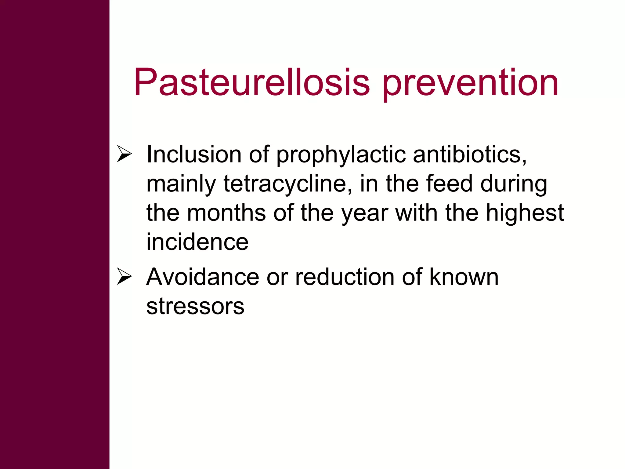 Pasteurellosis prevention
 Inclusion of prophylactic antibiotics,
mainly tetracycline, in the feed during
the months of the year with the highest
incidence
 Avoidance or reduction of known
stressors

 