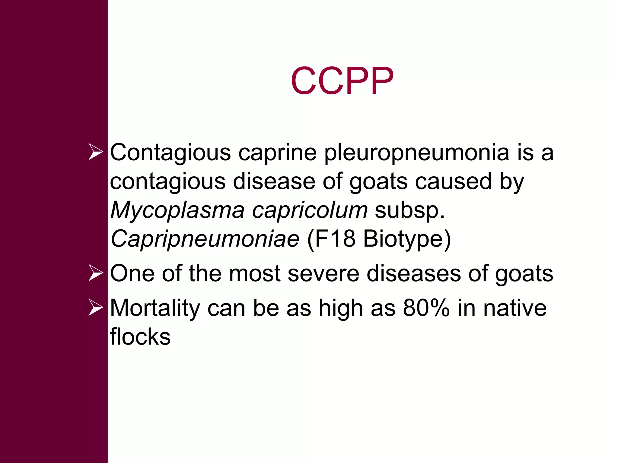 CCPP
 Contagious caprine pleuropneumonia is a
contagious disease of goats caused by
Mycoplasma capricolum subsp.
Capripneumoniae (F18 Biotype)
 One of the most severe diseases of goats
 Mortality can be as high as 80% in native
flocks

 