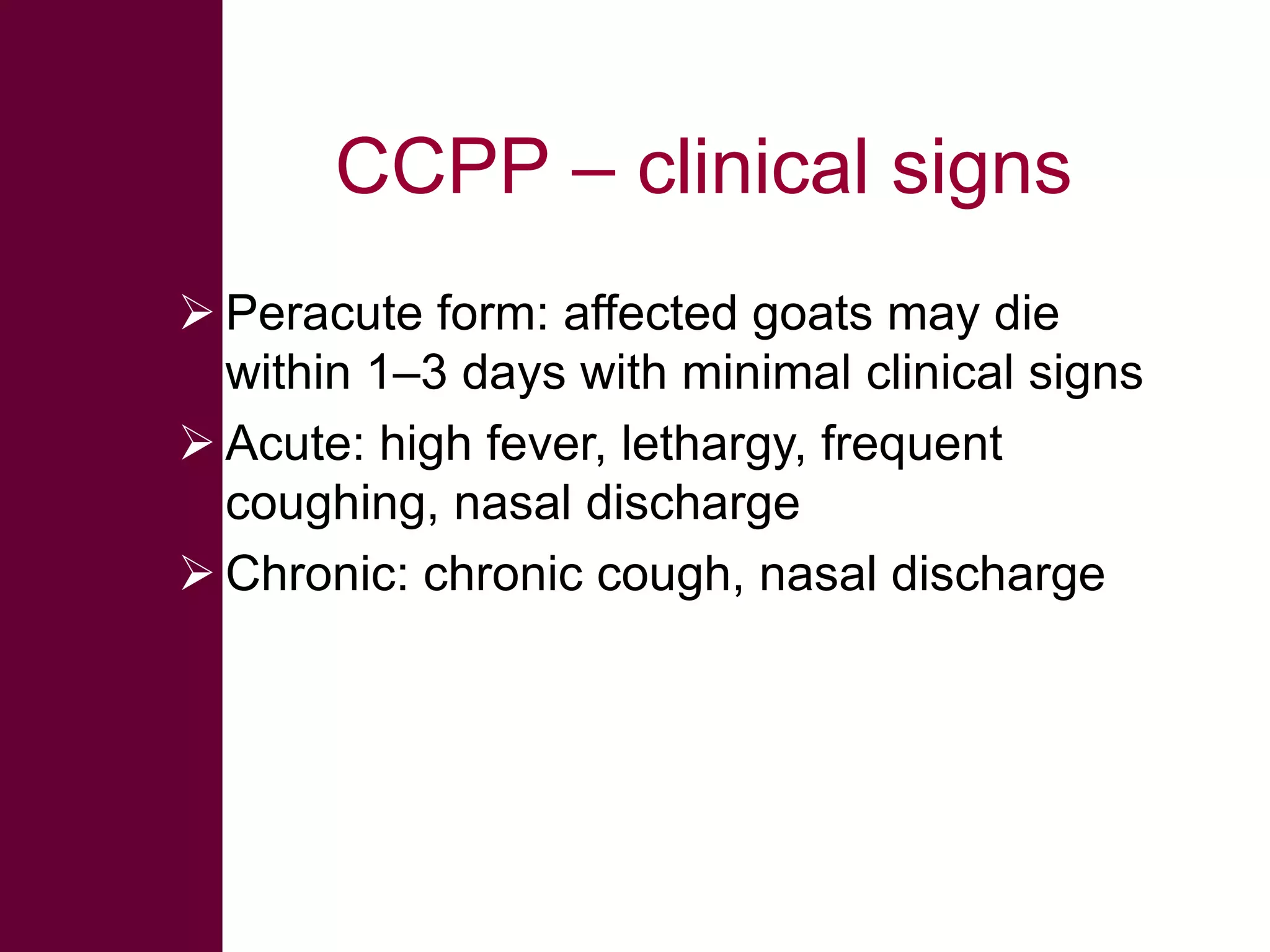 CCPP – clinical signs
 Peracute form: affected goats may die
within 1–3 days with minimal clinical signs
 Acute: high fever, lethargy, frequent
coughing, nasal discharge
 Chronic: chronic cough, nasal discharge

 