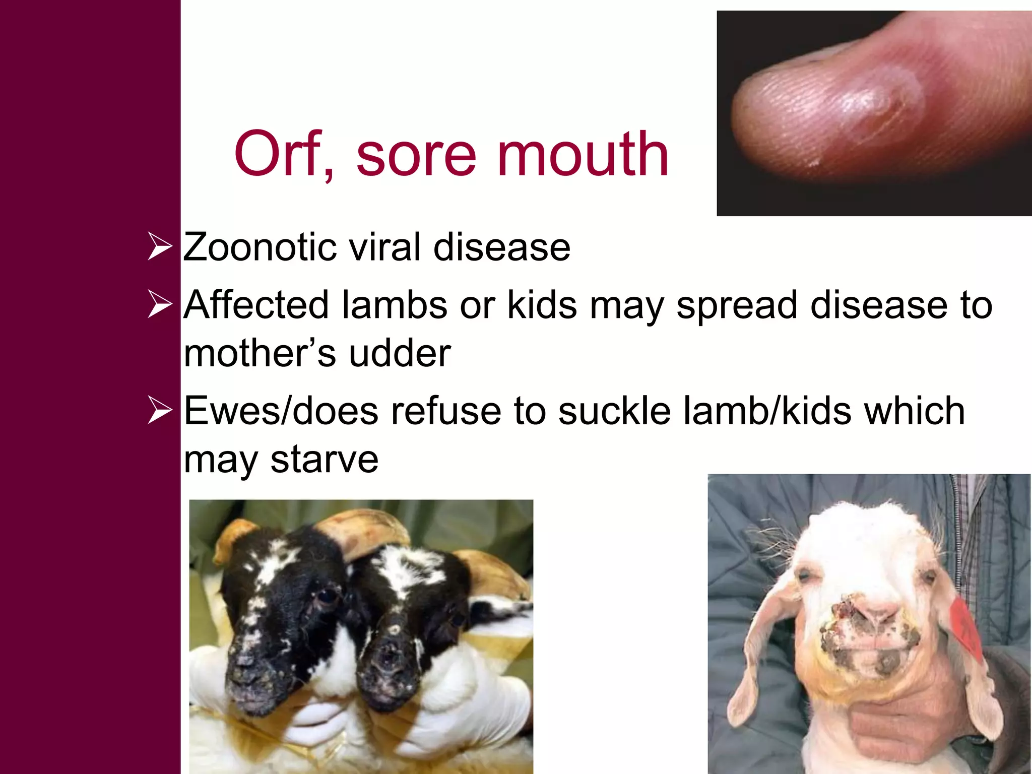 Orf, sore mouth
 Zoonotic viral disease
 Affected lambs or kids may spread disease to
mother’s udder
 Ewes/does refuse to suckle lamb/kids which
may starve

 