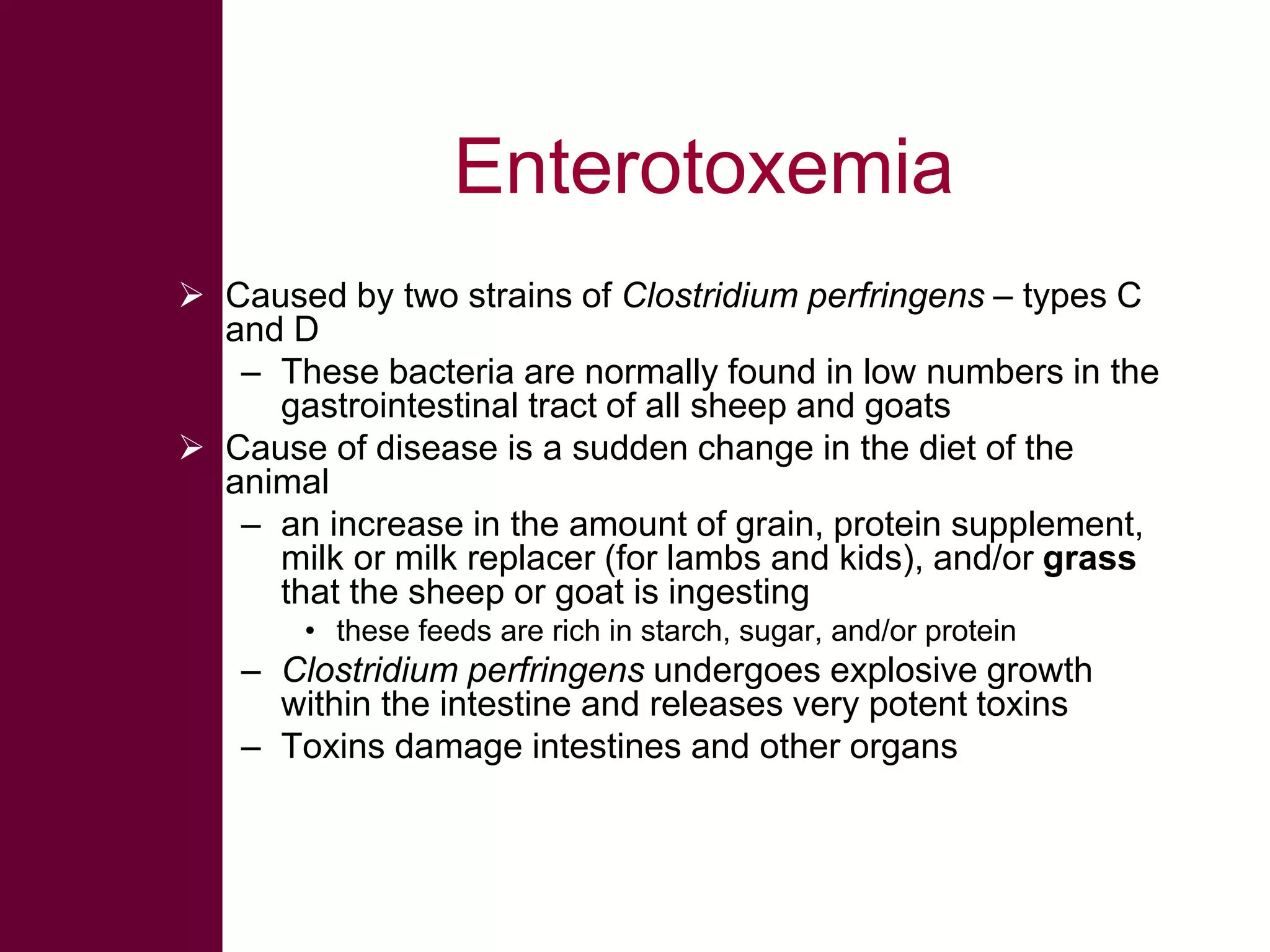 Enterotoxemia
 Caused by two strains of Clostridium perfringens – types C
and D
– These bacteria are normally found in low numbers in the
gastrointestinal tract of all sheep and goats
 Cause of disease is a sudden change in the diet of the
animal
– an increase in the amount of grain, protein supplement,
milk or milk replacer (for lambs and kids), and/or grass
that the sheep or goat is ingesting
• these feeds are rich in starch, sugar, and/or protein

– Clostridium perfringens undergoes explosive growth
within the intestine and releases very potent toxins
– Toxins damage intestines and other organs

 