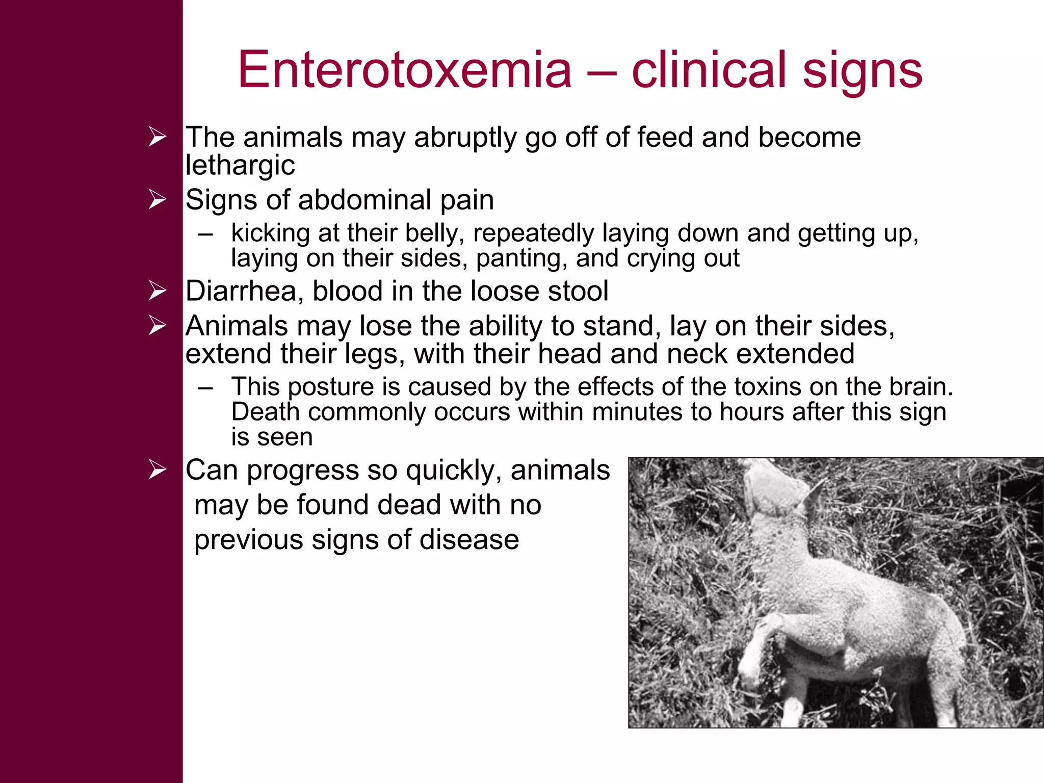 Enterotoxemia – clinical signs
 The animals may abruptly go off of feed and become
lethargic
 Signs of abdominal pain
– kicking at their belly, repeatedly laying down and getting up,
laying on their sides, panting, and crying out

 Diarrhea, blood in the loose stool
 Animals may lose the ability to stand, lay on their sides,
extend their legs, with their head and neck extended
– This posture is caused by the effects of the toxins on the brain.
Death commonly occurs within minutes to hours after this sign
is seen

 Can progress so quickly, animals
may be found dead with no
previous signs of disease

 