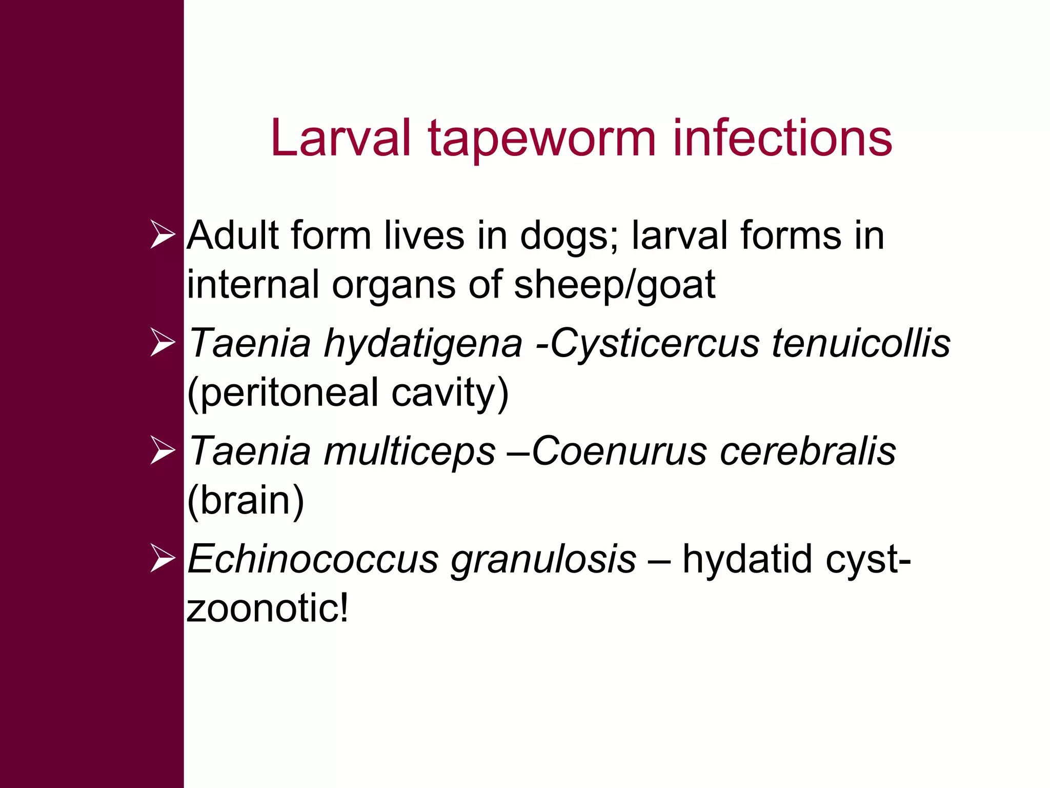 Larval tapeworm infections
 Adult form lives in dogs; larval forms in
internal organs of sheep/goat
 Taenia hydatigena -Cysticercus tenuicollis
(peritoneal cavity)
 Taenia multiceps –Coenurus cerebralis
(brain)
 Echinococcus granulosis – hydatid cystzoonotic!

 