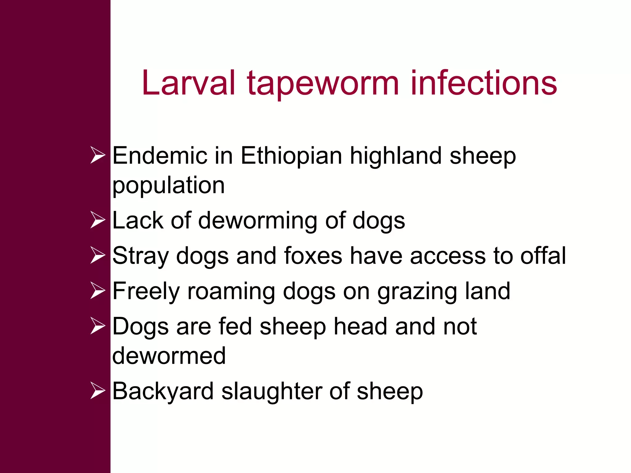 Larval tapeworm infections
 Endemic in Ethiopian highland sheep
population
 Lack of deworming of dogs
 Stray dogs and foxes have access to offal
 Freely roaming dogs on grazing land
 Dogs are fed sheep head and not
dewormed
 Backyard slaughter of sheep

 