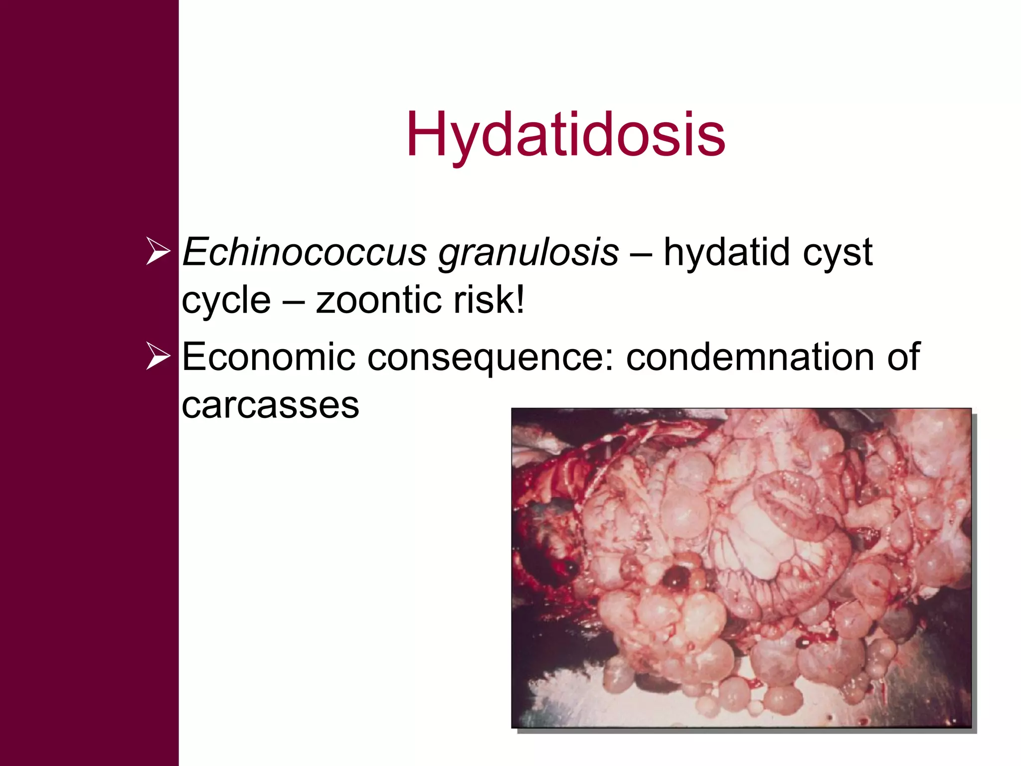 Hydatidosis
 Echinococcus granulosis – hydatid cyst
cycle – zoontic risk!
 Economic consequence: condemnation of
carcasses

 
