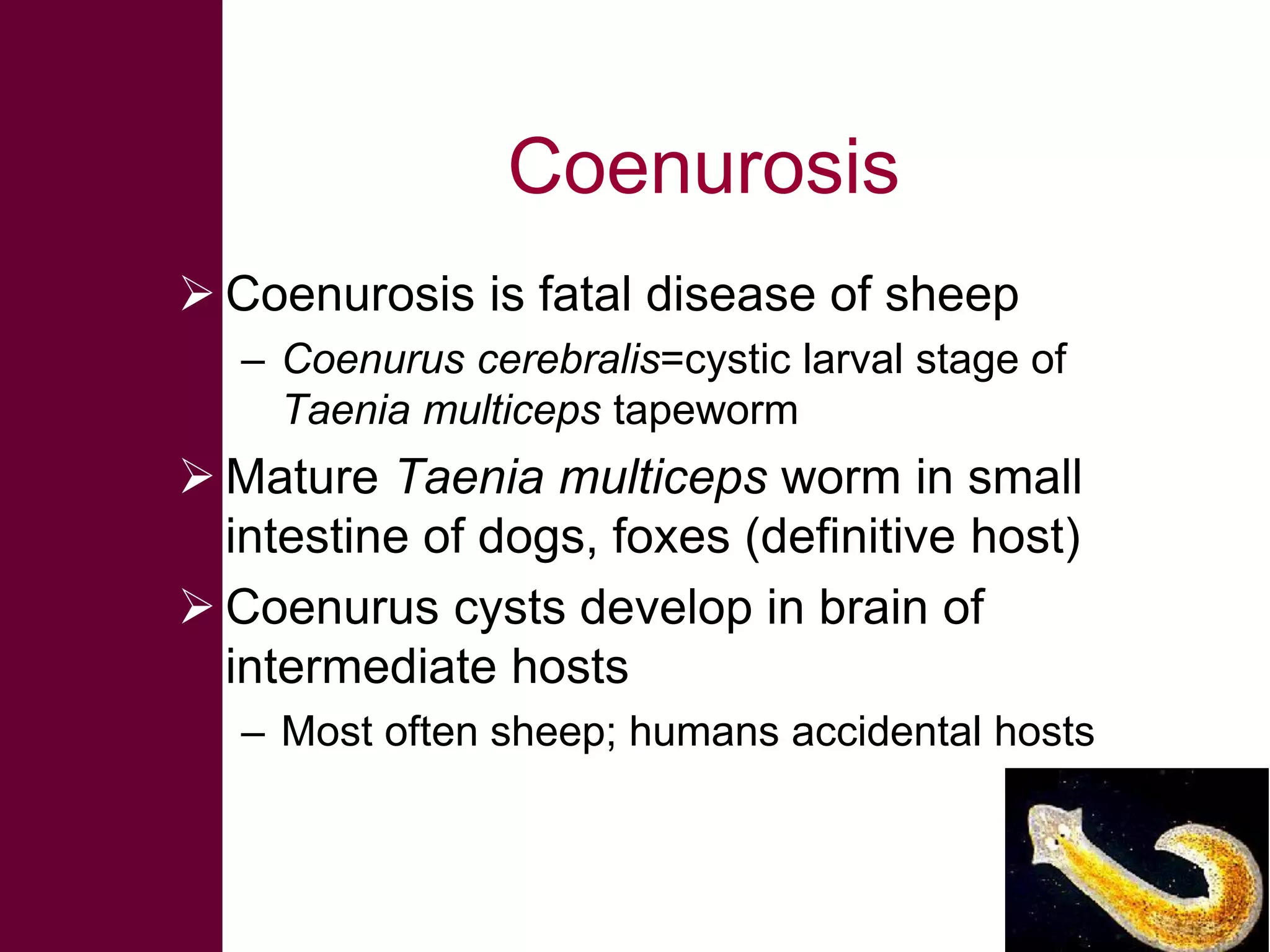 Coenurosis
 Coenurosis is fatal disease of sheep
– Coenurus cerebralis=cystic larval stage of
Taenia multiceps tapeworm

 Mature Taenia multiceps worm in small
intestine of dogs, foxes (definitive host)
 Coenurus cysts develop in brain of
intermediate hosts
– Most often sheep; humans accidental hosts

 