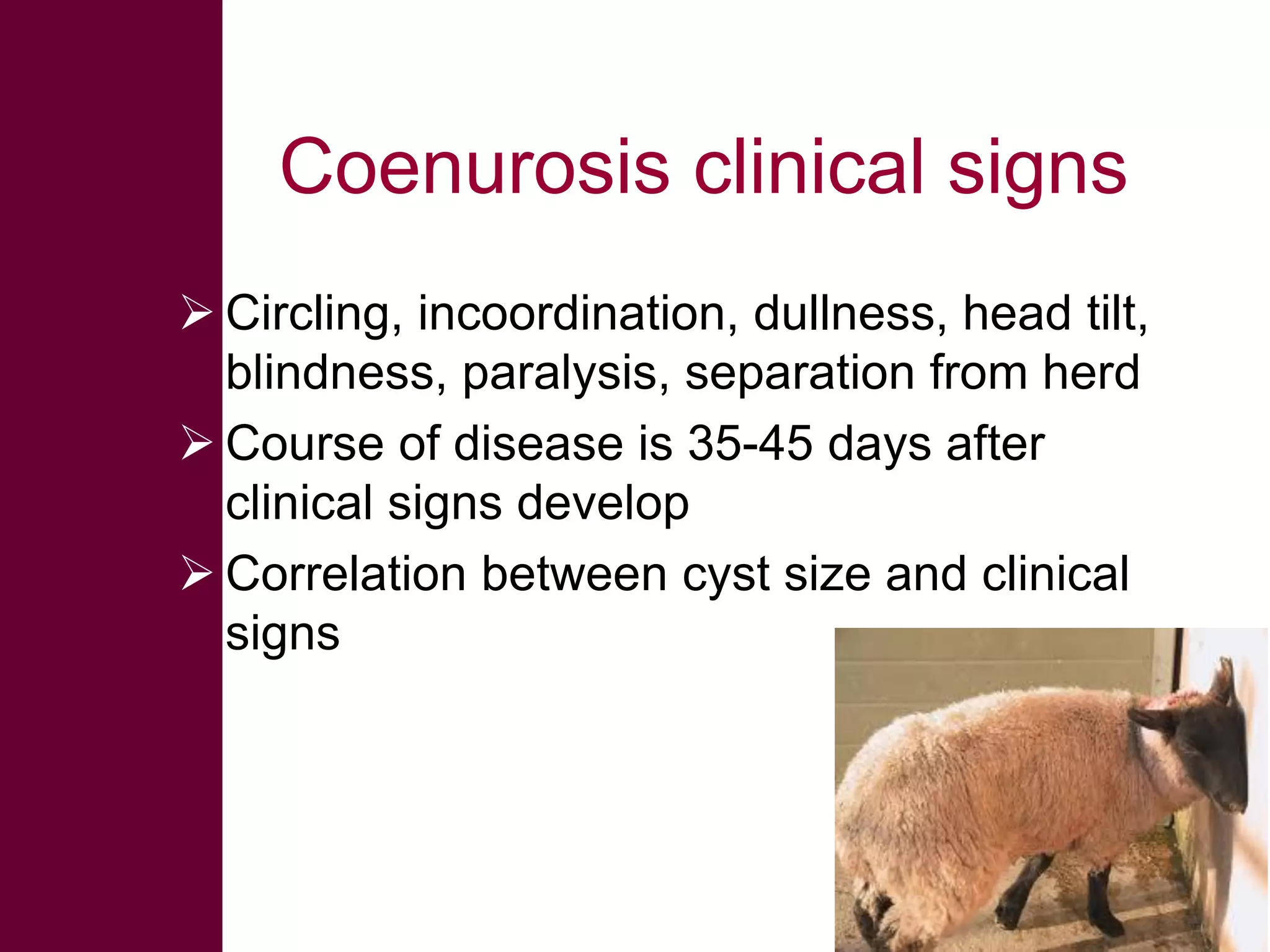 Coenurosis clinical signs
 Circling, incoordination, dullness, head tilt,
blindness, paralysis, separation from herd
 Course of disease is 35-45 days after
clinical signs develop
 Correlation between cyst size and clinical
signs

 