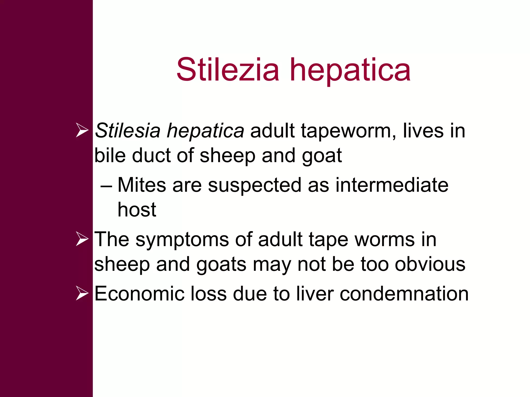 Stilezia hepatica
 Stilesia hepatica adult tapeworm, lives in
bile duct of sheep and goat
– Mites are suspected as intermediate
host
 The symptoms of adult tape worms in
sheep and goats may not be too obvious
 Economic loss due to liver condemnation

 