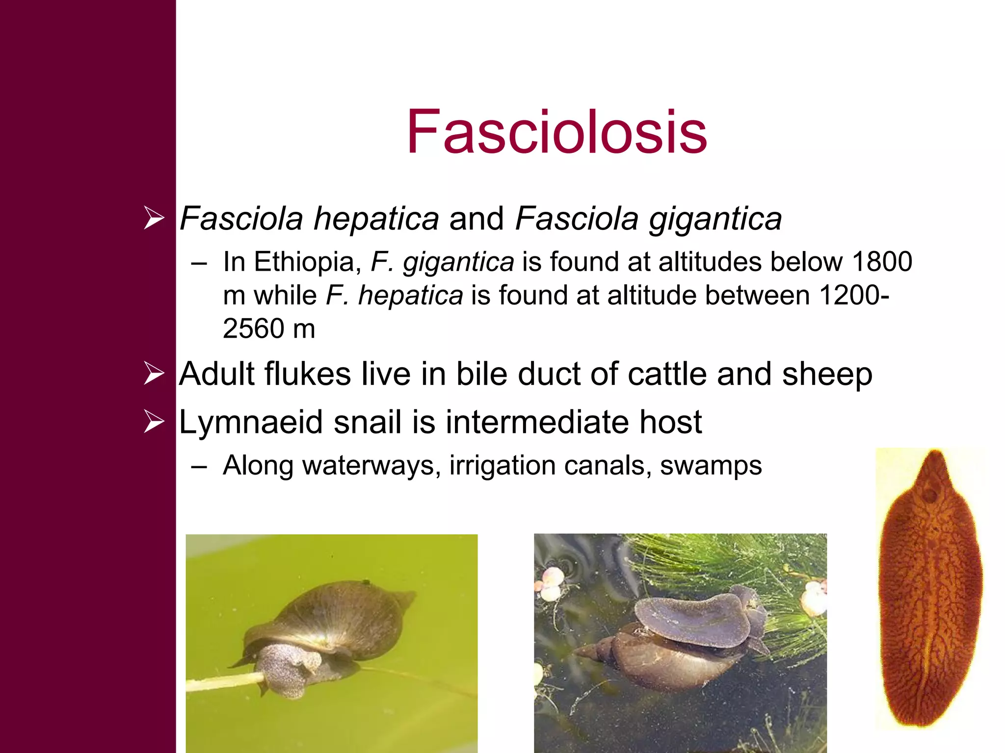 Fasciolosis
 Fasciola hepatica and Fasciola gigantica
– In Ethiopia, F. gigantica is found at altitudes below 1800
m while F. hepatica is found at altitude between 12002560 m

 Adult flukes live in bile duct of cattle and sheep
 Lymnaeid snail is intermediate host
– Along waterways, irrigation canals, swamps

 