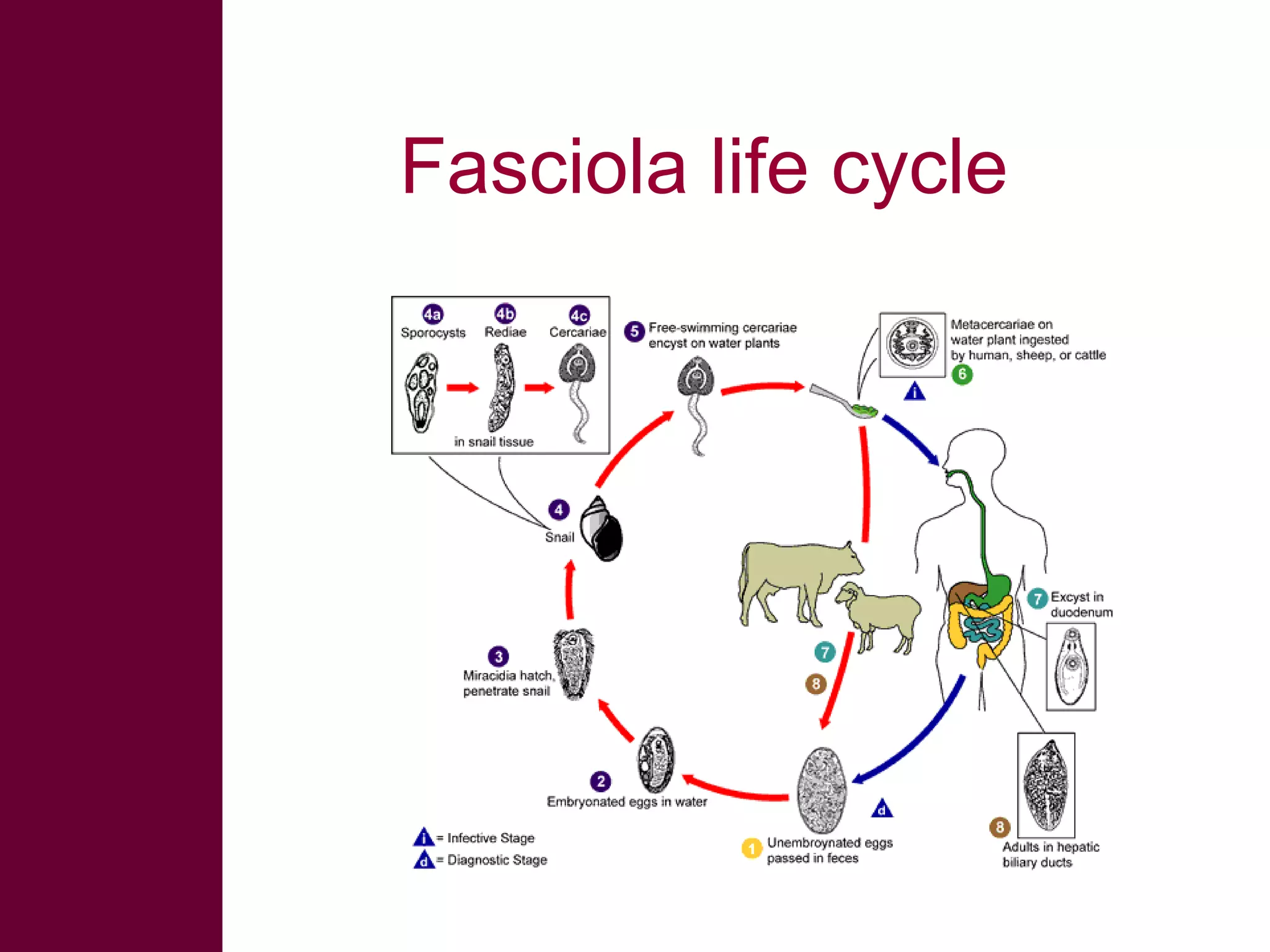Fasciola life cycle

 