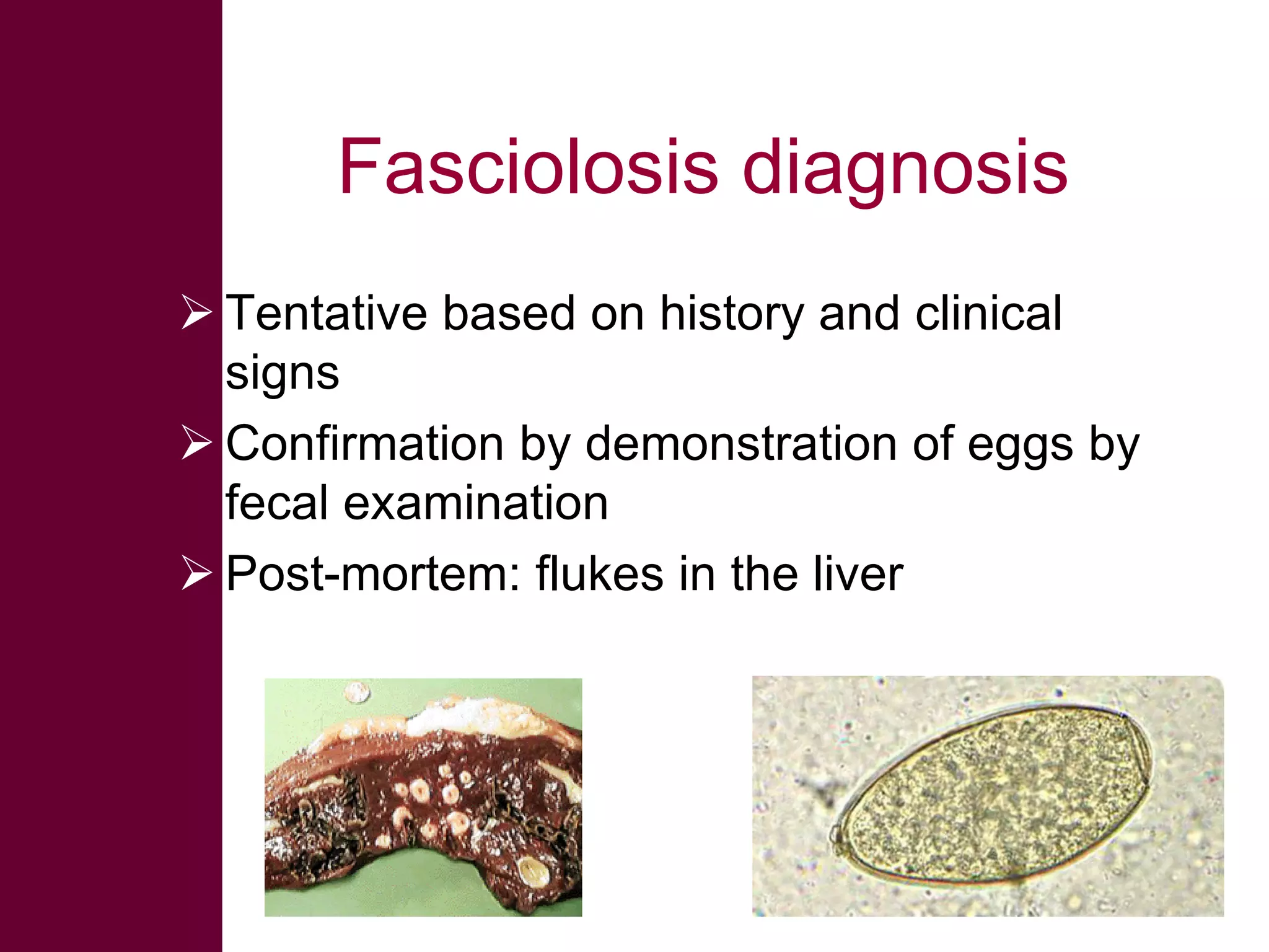 Fasciolosis diagnosis
 Tentative based on history and clinical
signs
 Confirmation by demonstration of eggs by
fecal examination
 Post-mortem: flukes in the liver

 