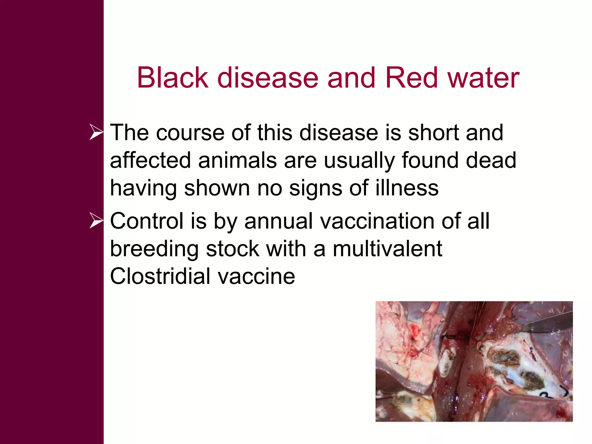 Black disease and Red water
 The course of this disease is short and
affected animals are usually found dead
having shown no signs of illness
 Control is by annual vaccination of all
breeding stock with a multivalent
Clostridial vaccine

 