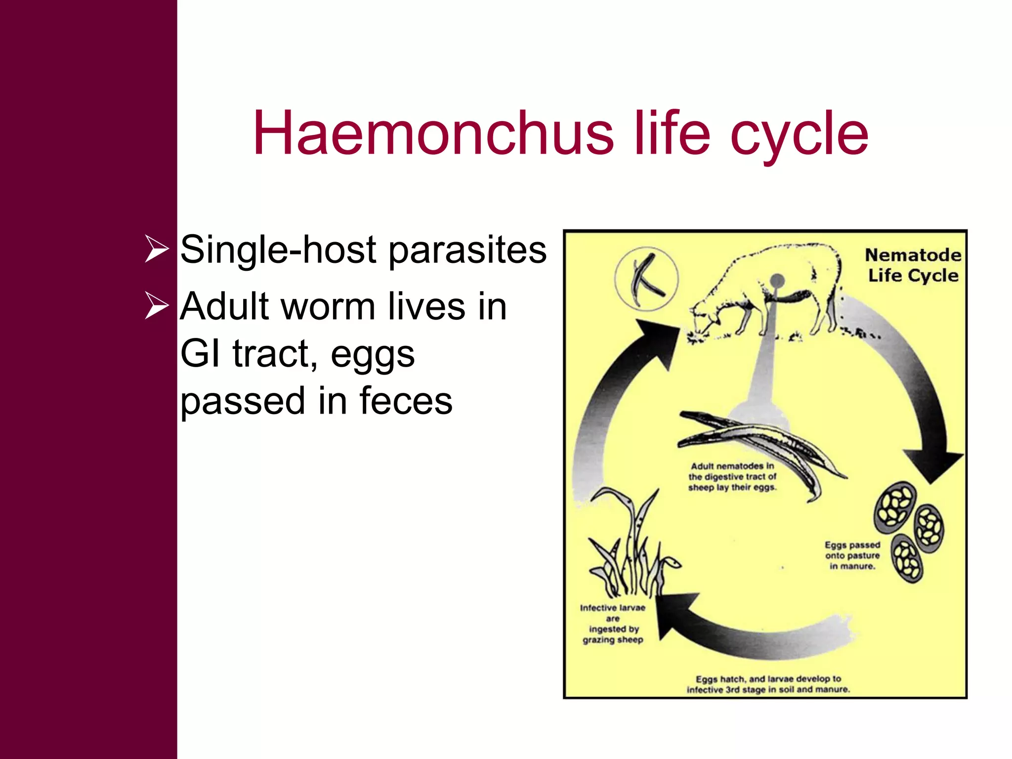Haemonchus life cycle
 Single-host parasites
 Adult worm lives in
GI tract, eggs
passed in feces

 