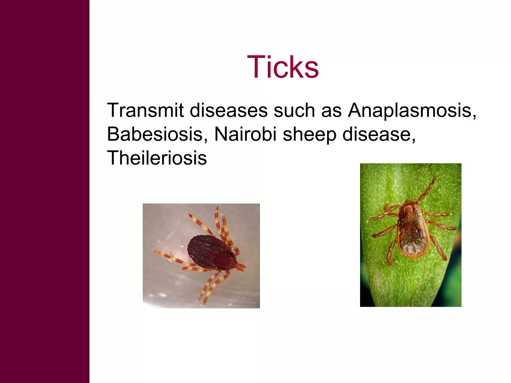 Ticks
 Transmit diseases such as Anaplasmosis,
Babesiosis, Nairobi sheep disease,
Theileriosis

 