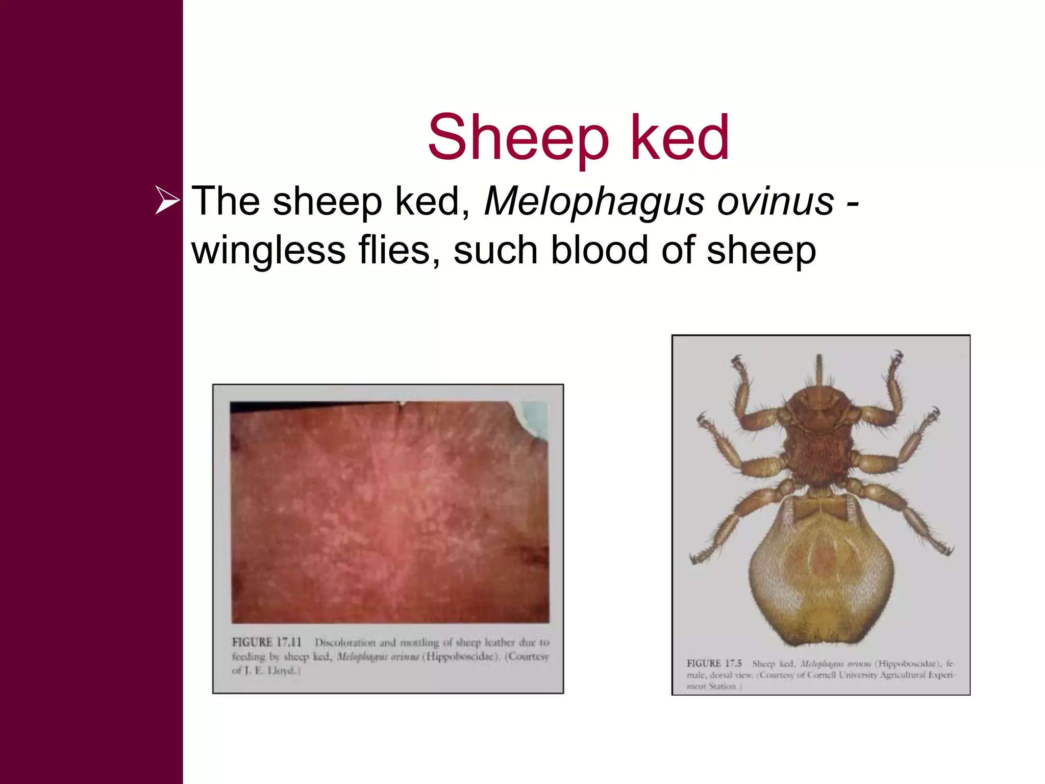 Sheep ked
 The sheep ked, Melophagus ovinus wingless flies, such blood of sheep

 