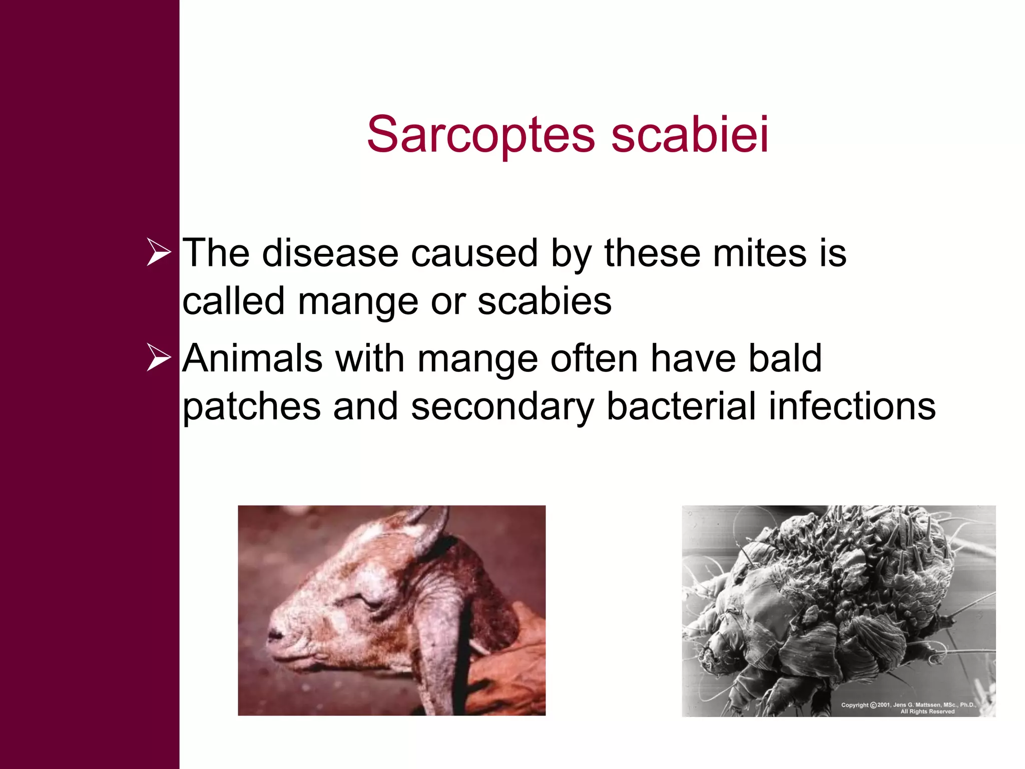 Sarcoptes scabiei
 The disease caused by these mites is
called mange or scabies
 Animals with mange often have bald
patches and secondary bacterial infections

 
