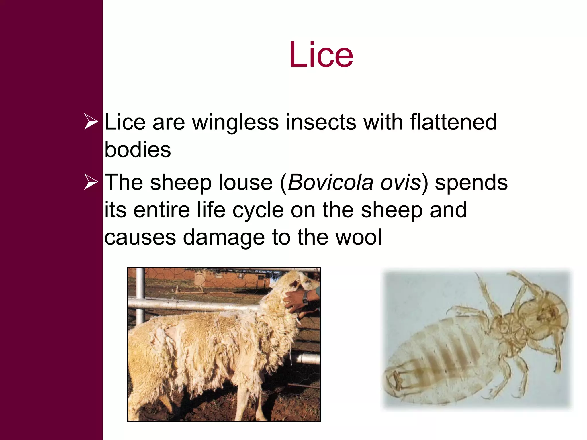 Lice
 Lice are wingless insects with flattened
bodies
 The sheep louse (Bovicola ovis) spends
its entire life cycle on the sheep and
causes damage to the wool

 