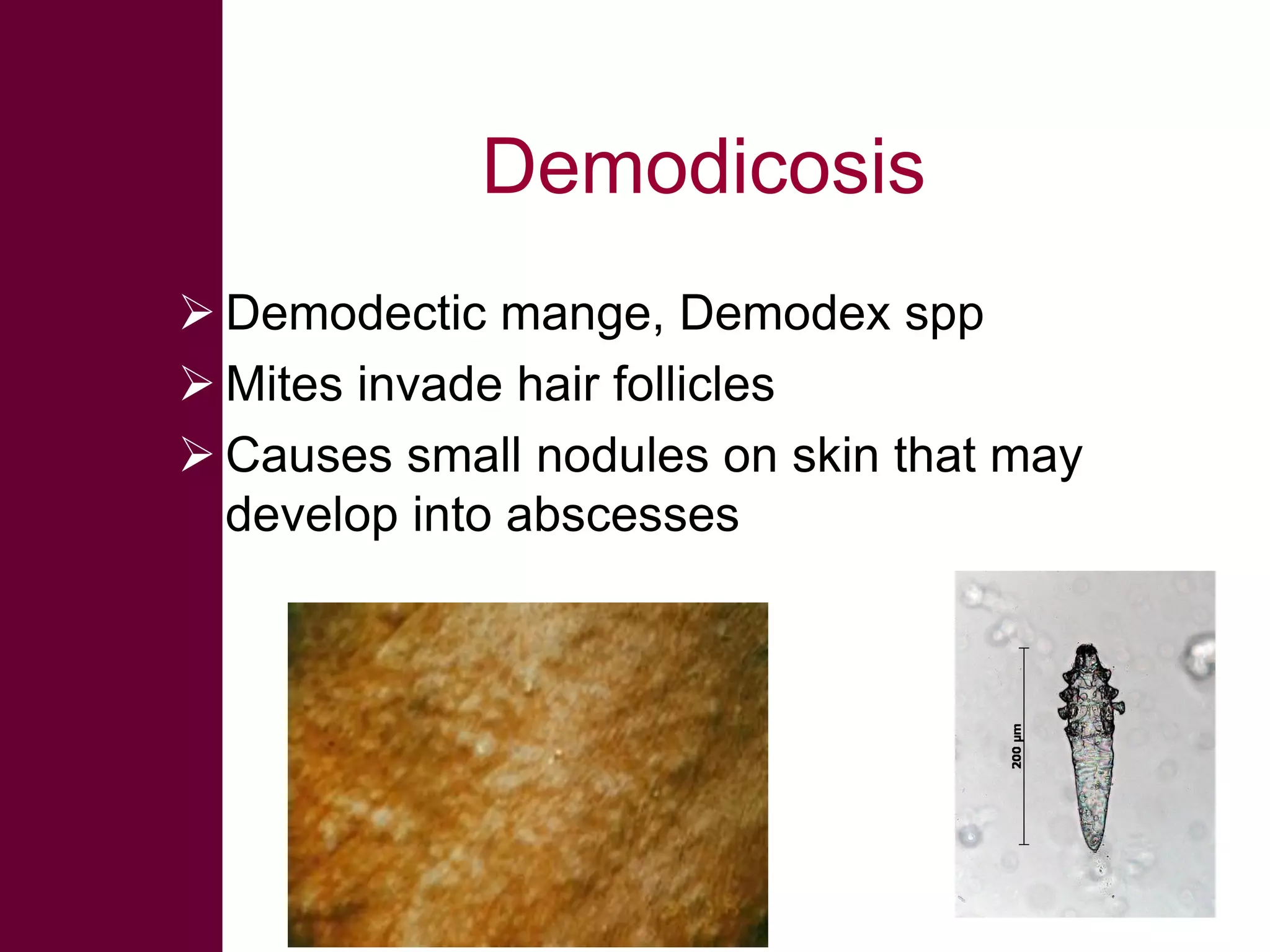 Demodicosis
 Demodectic mange, Demodex spp
 Mites invade hair follicles
 Causes small nodules on skin that may
develop into abscesses

 