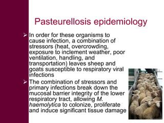 Selected diseases of sheep and goat in the Ethiopian value chain