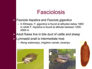 Selected diseases of sheep and goat in the Ethiopian value chain