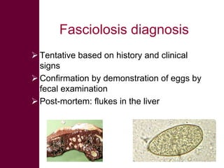 Selected diseases of sheep and goat in the Ethiopian value chain
