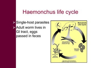 Selected diseases of sheep and goat in the Ethiopian value chain