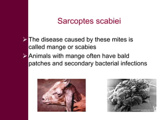 Selected diseases of sheep and goat in the Ethiopian value chain