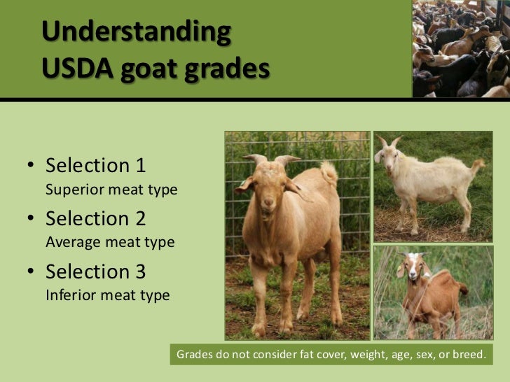 Profitable production and marketing of meat goats and sheep