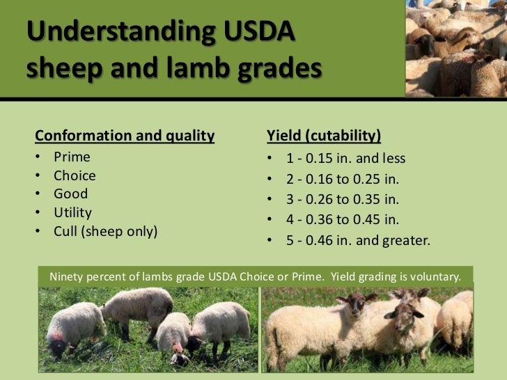 Profitable production and marketing of meat goats and sheep