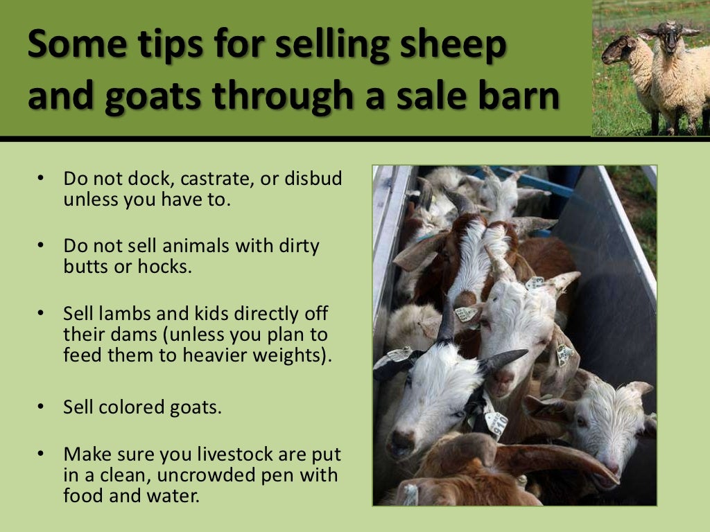 Profitable production and marketing of meat goats and sheep