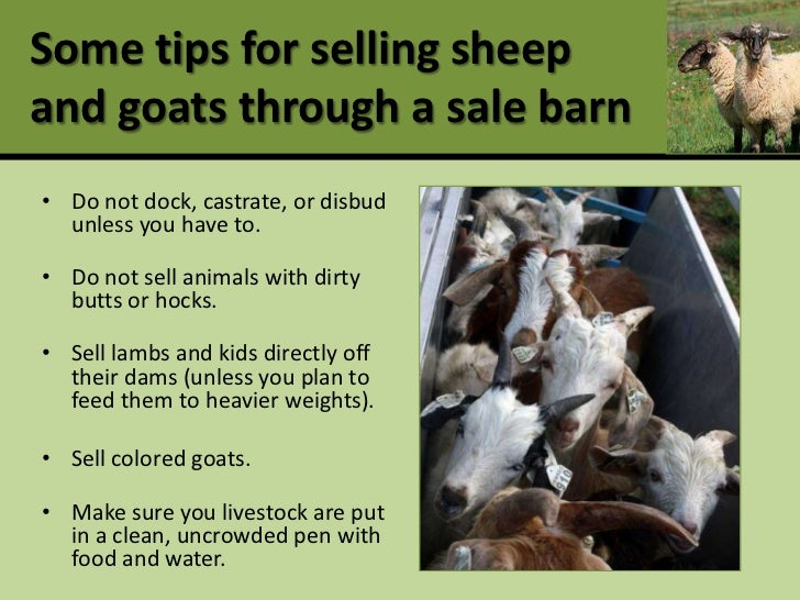 Profitable Production And Marketing Of Meat Goats And Sheep