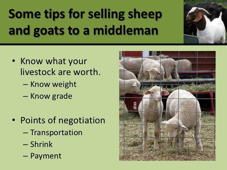 Profitable production and marketing of meat goats and sheep